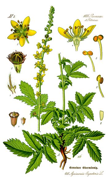 Image:Agrimonia_eupatoria.jpg