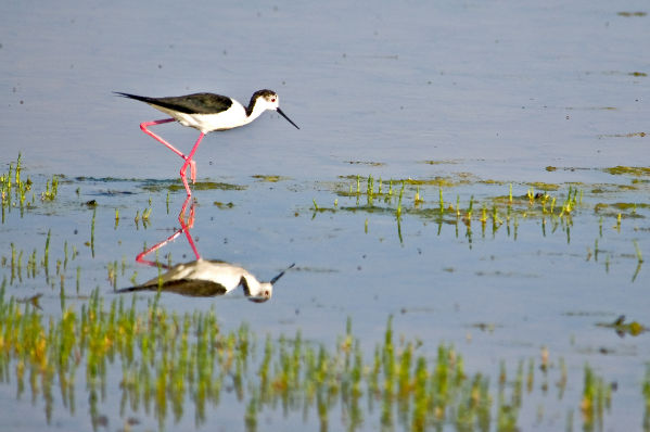 Image:Echasse_blanche_Himantopus_himantopus_JJ_Carlier_0423_BR.jpg