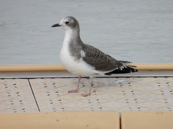 Image:MOUETTE_SABINE9509_BR.JPG