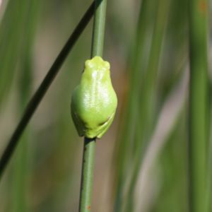 Image:Hyla_arborea_Pinail_Nicolas_Macaire3275BR.jpg