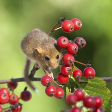 Muscardin RSPB images 1013946.jpg