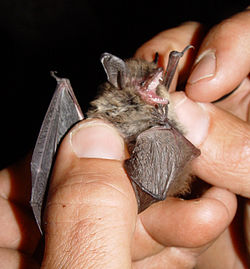 Myotis mystacinus.jpg