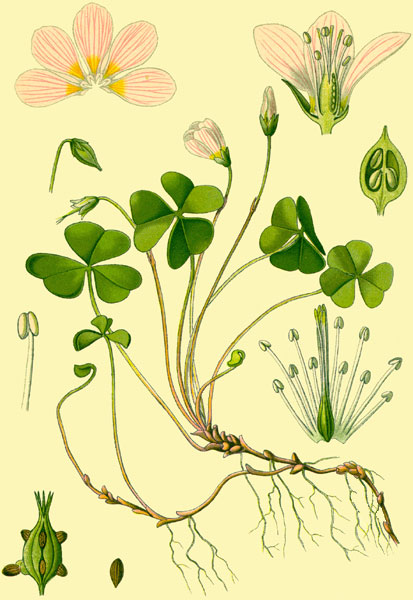 Image:Oxalis_des_bois.jpg