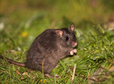 Rat noir RSPB images 1043221.jpg