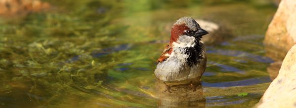 Image:Moineau_domestique_male_Passer_domesticus_Mickael_Lefevre0030BR.JPG