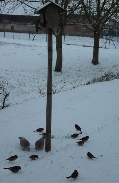 Neige sur l andlau oiseau et mangoire.JPG