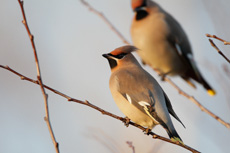 Jaseur boreal RSPB images 1053583.jpg