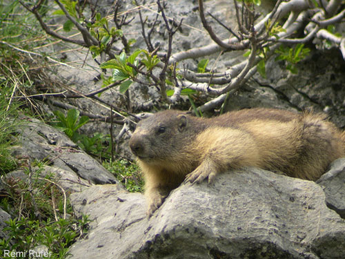 Image:Marmotte_Marmota_marmota_Remi_Rufer.jpg