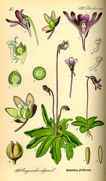 Image:Pinguicula_vulgaris.jpg