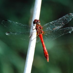 Image:Sympetrum_rouge_sang_Nicolas_MacaireBR.jpg