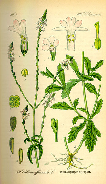 Image:Verbena_officinalis.jpg