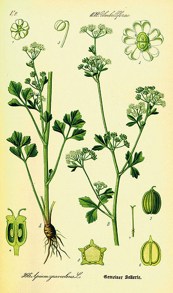 Apium graveolens.jpg