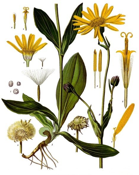 Image:Arnica_montana.jpg