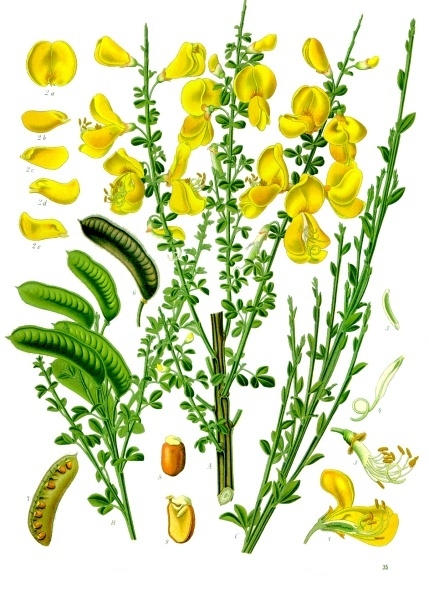 Image:Cytisus_scoparius.jpg