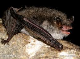 Image:Myotis_nattereri.jpg