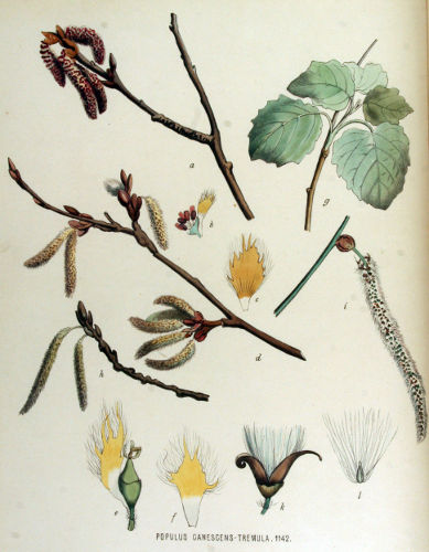 Image:Populus_canescens_BR.jpg