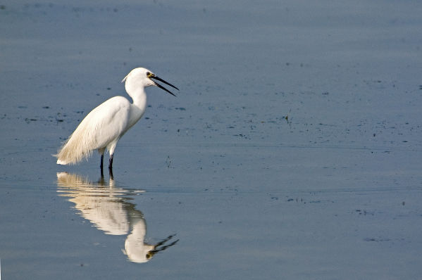 Image:Aigrette_garzette_Egretta_garzetta_JJ_Carlier_0422_BR.jpg