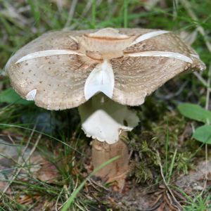 Image:Champignon_Nicolas_Macaire4369BR.jpg