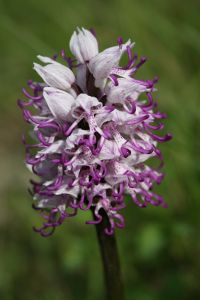 Image:Orchis_simia_2_Nicolas_MacaireBR.jpg