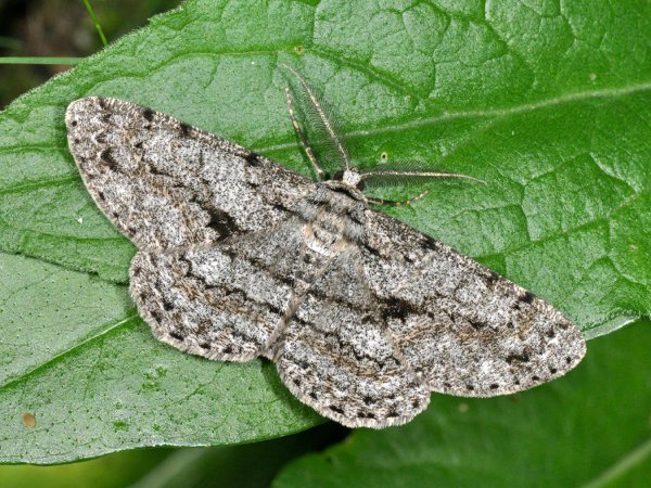 Boarmie du chene Hypomecis roboraria.jpg