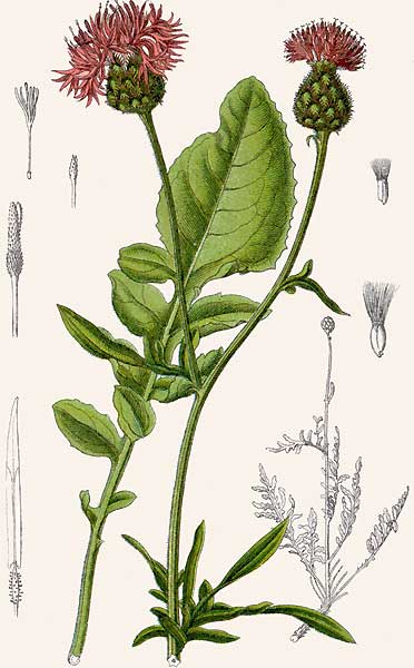 Image:Centaurea_scabiosa.jpg