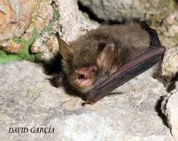 Myotis escalerai.jpg