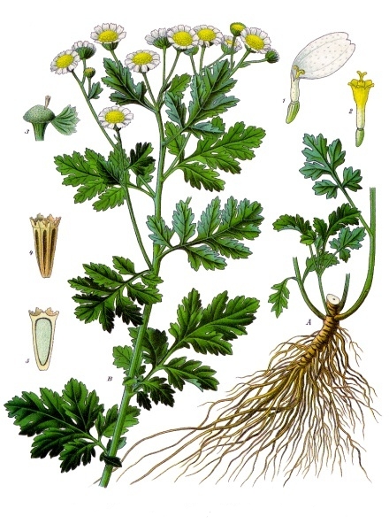 Image:Tanacetum_parthenium.jpg