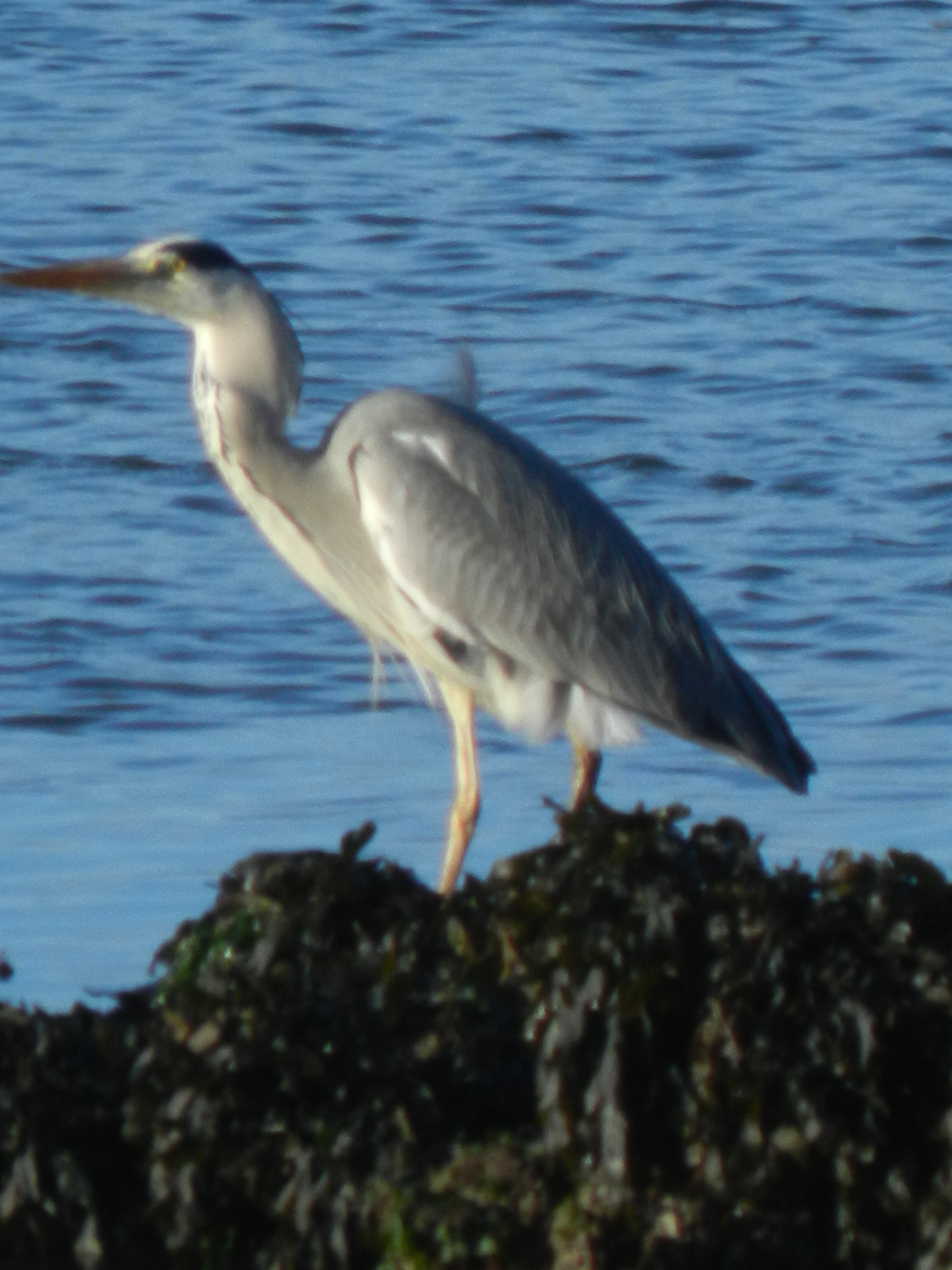 Heron.jpg