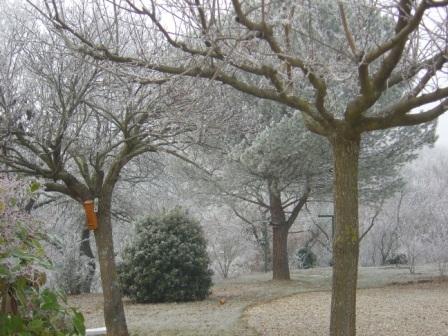 Image:Jardin_en_hiver.JPG