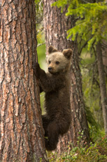 Ours brun RSPB images 1034127.jpg