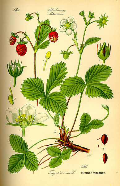 Image:Fragaria_vesca.jpg