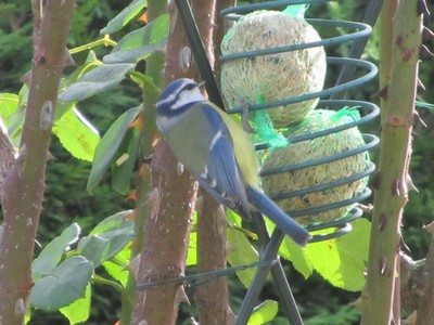 Image:Mésange_bleue_29-10-2012_-_LPO.JPG