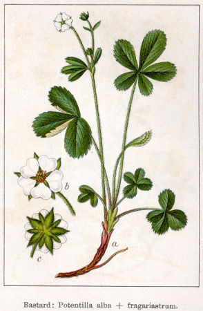 Potentilla alba.jpg