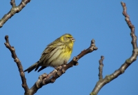 Serin cini male Ch Aussaguel BR.JPG