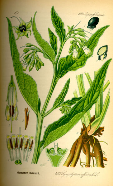 Symphytum officinale.jpg