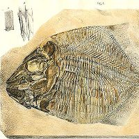 Poisson fossil 200x200.jpg