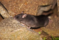 Image:Rat_noir_RSPB_images_1043220.jpg