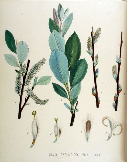 Salix-daphnoides.jpg