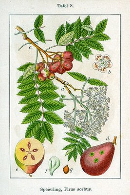 Image:Sorbus_domestica.jpg