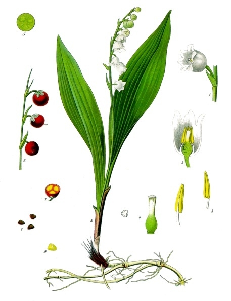 Image:Convallaria_majalis.jpg