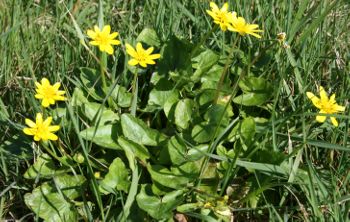 Image:Ficaires_Ranunculus_ficaria_1_Nicolas_MacaireBR.jpg