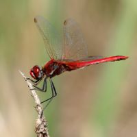 Sympetrum fonscolombi Christian Aussaguel 1BR.JPG