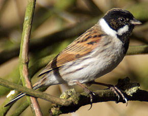 Image:290px-Emberiza_schoeniclus_M.jpg