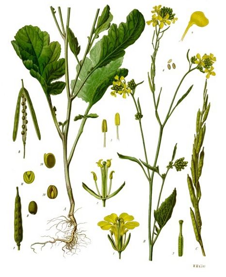 Image:Brassica_nigra.jpg