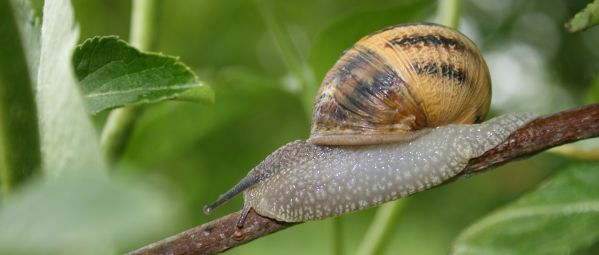 Image:Escargot_des_jardins_Cryptomphalus_aspersus_5_Nicolas_MacaireBR.jpg