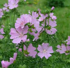 Malva moschata.jpg