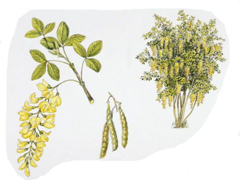 Laburnum-anagyroides-plant.jpg