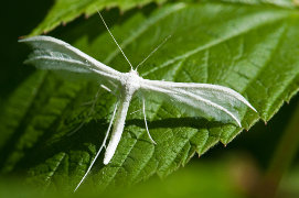 Image:Pterophore_blanc_Pterophorus_pentadactylus_JJ_Carlier_4673.jpg