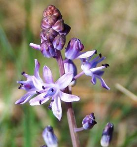 Scilla autumnalis.jpg