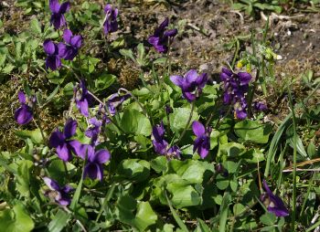 Image:Violettes_odorantes_Viola_odorata_II_Nicolas_MacaireBR.jpg